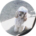 Customer avatar